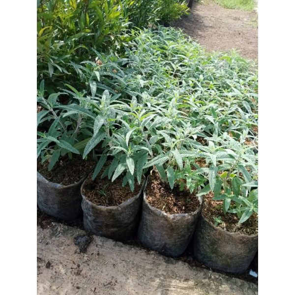 Bibit Lavender Holland Salvia Leucantha ungu