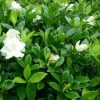 Bibit Melati Kaca Piring Mini Wangi 20cm