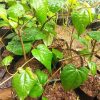 Bibit Tanaman Herbal Daun Sirih Hijau herbal
