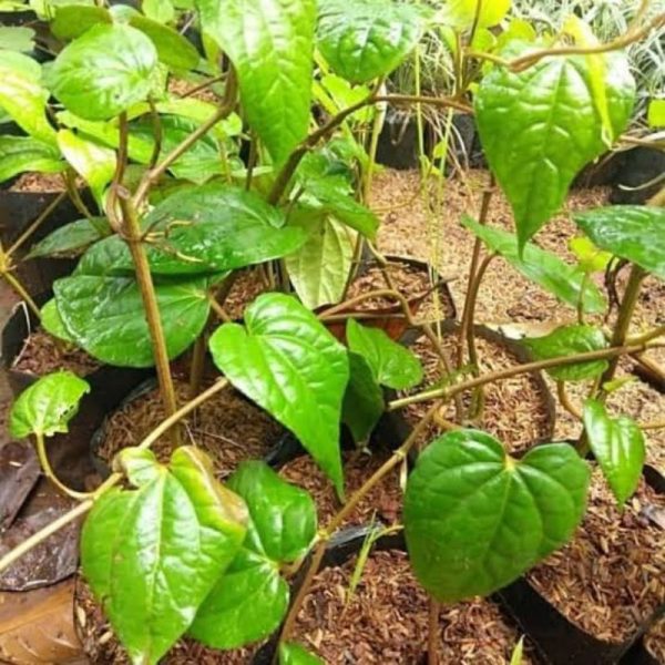 Bibit Tanaman Herbal Daun Sirih Hijau herbal