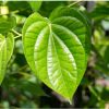 Bibit Tanaman Herbal Daun Sirih Hijau herbal
