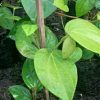 Bibit Tanaman Herbal Daun Sirih Hijau herbal