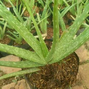 Bibit Tanaman Lidah Buaya Segar Tinggi 25-30cm