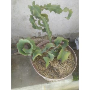 Bibit tanaman Naga Mini / Wijaya Kusuma Keriting