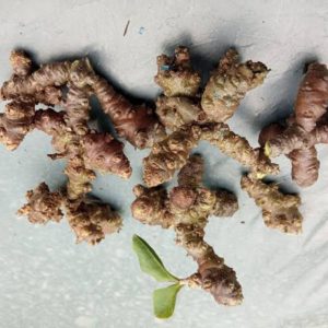 Bibit Umbi Daun Binahong Hijau Untuk Obat Herbal