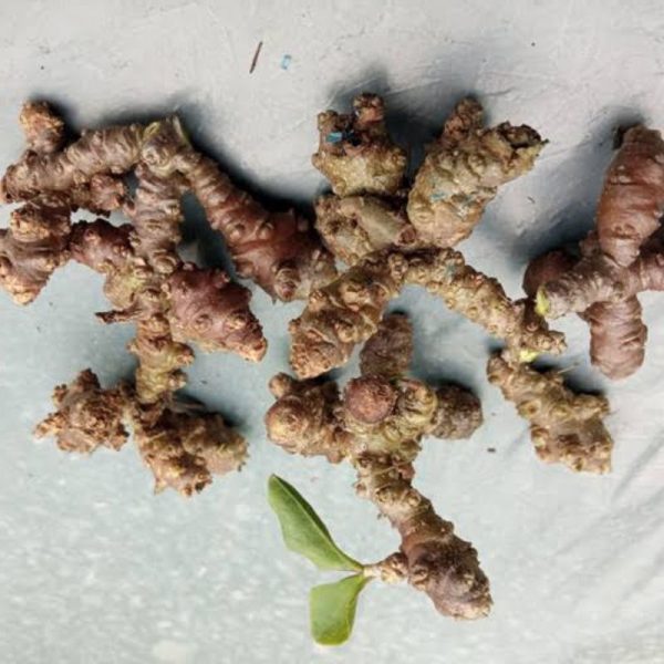 Bibit Umbi Daun Binahong Hijau Untuk Obat Herbal
