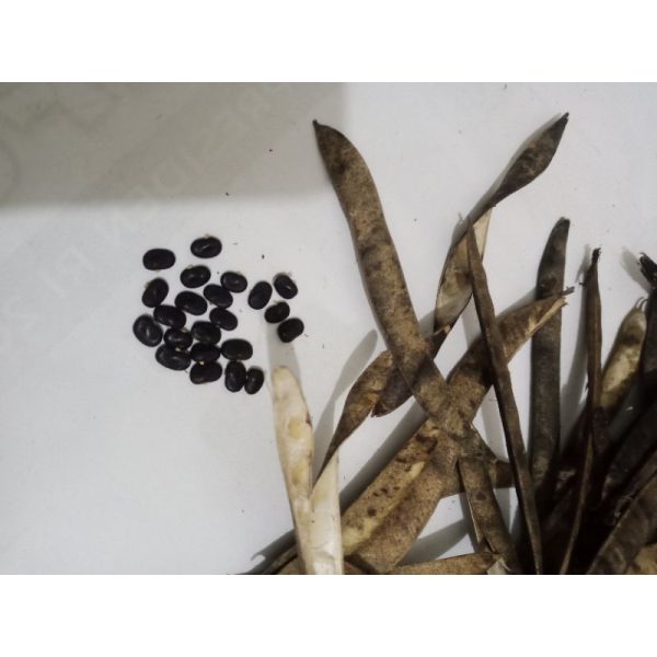 Biji Benih Bibit Bunga Telang Ungu 12 Biji