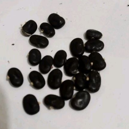 Biji Benih Bibit Bunga Telang Ungu 12 Biji