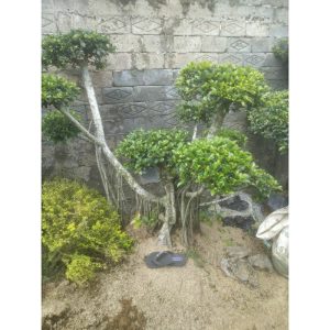 Bonsai Karet Korea Micro Ukuran Kecil-Medium
