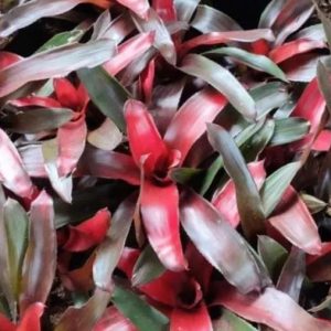 Bromelia Mawar Daun Kecil