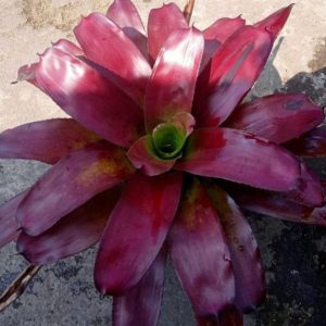 Bromelia Mawar Daun Lebar