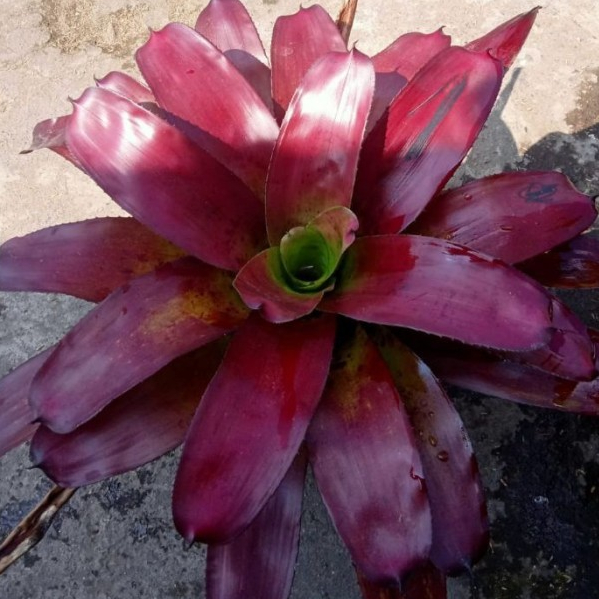 Bromelia Mawar Daun Lebar