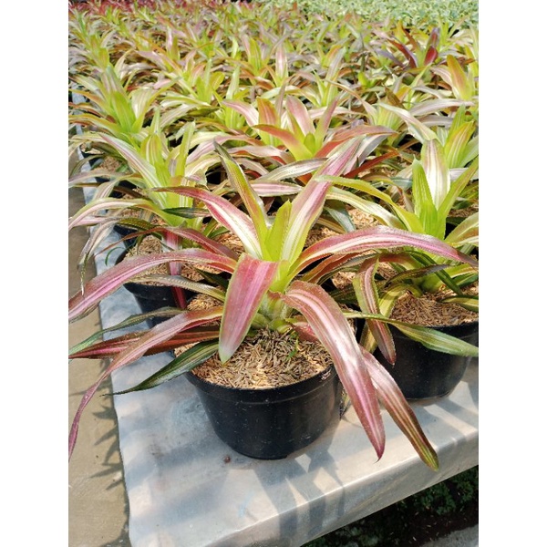 Bromelia Tricolor