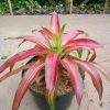 Bromelia Tricolor