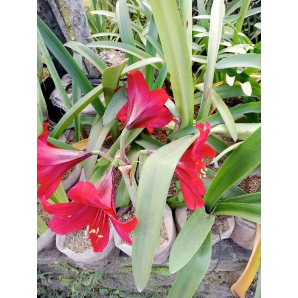 Bunga Amarilis Merah Bakung Tinggi 40cm Berbunga