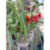 Bunga Amarilis Merah Bakung Tinggi 40cm Berbunga