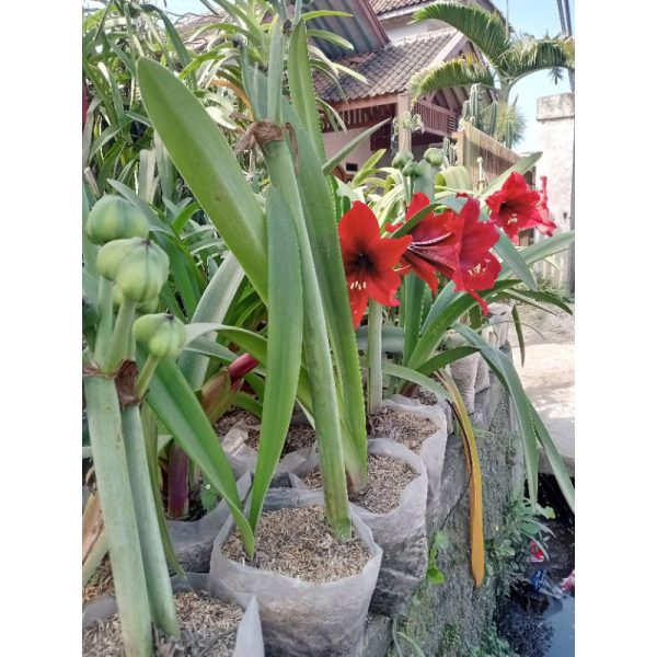 Bunga Amarilis Merah Bakung Tinggi 40cm Berbunga