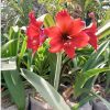 Bunga Amarilis Merah Bakung Tinggi 40cm Berbunga