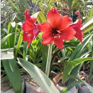 Bunga Amarilis Merah Bakung Tinggi 40cm Berbunga