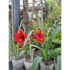 Bunga Amarilis Merah Bakung Tinggi 40cm Berbunga