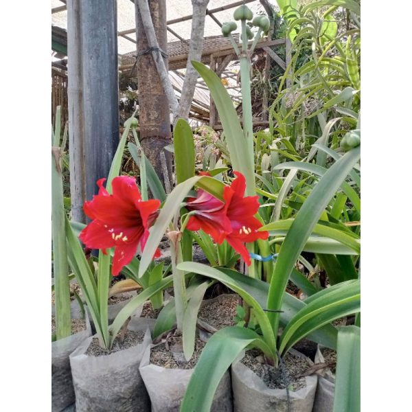 Bunga Amarilis Merah Bakung Tinggi 40cm Berbunga