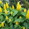 Bunga Outdoor Lolipop Kuning