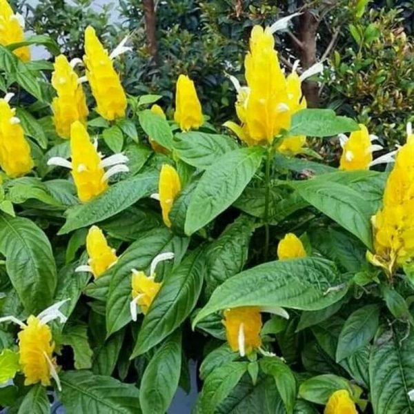 Bunga Outdoor Lolipop Kuning