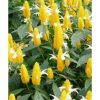 Bunga Outdoor Lolipop Kuning