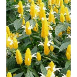 Bunga Outdoor Lolipop Kuning
