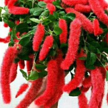 Bunga Ulat Merah Acalypa Ekor Kucing
