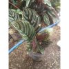 Calathea Ornata Calatea Batik