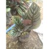 Calathea Ornata Calatea Batik