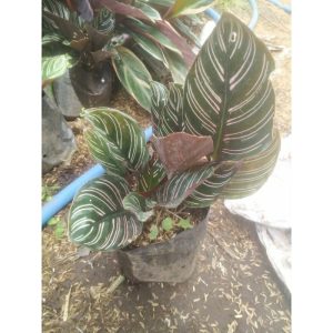 Calathea Ornata Calatea Batik