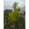 Cemara Golden Maleluca 1 Meter Rimbun Elegan