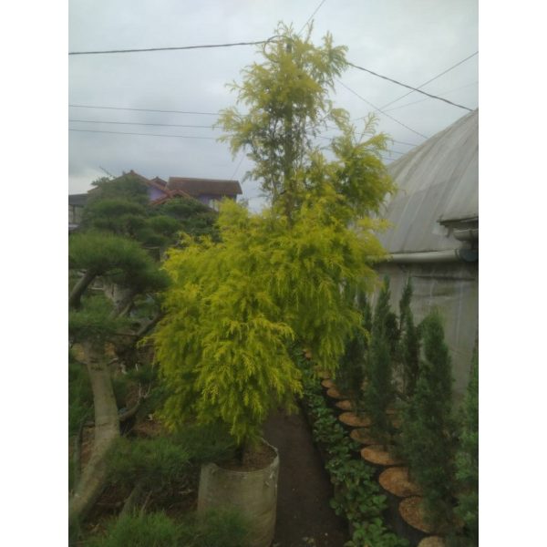 Cemara Golden Maleluca 1 Meter Rimbun Elegan
