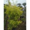 Cemara Golden Maleluca 1 Meter Rimbun Elegan