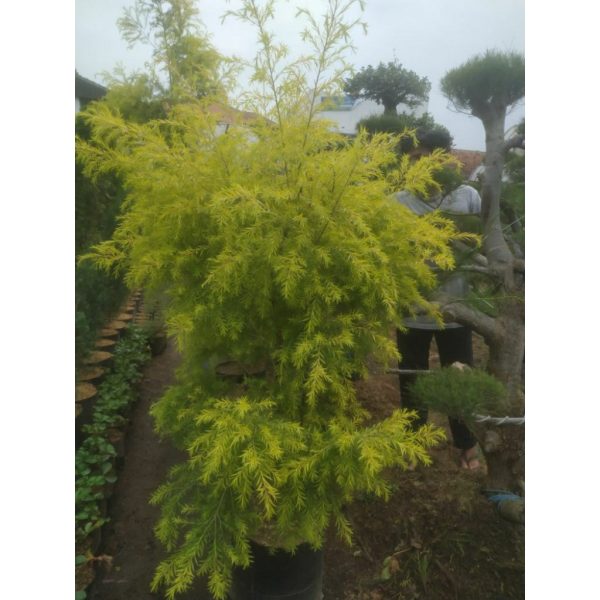 Cemara Golden Maleluca 1 Meter Rimbun Elegan