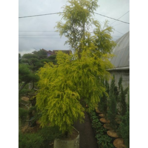 Cemara Golden Maleluca 1 Meter Rimbun Elegan