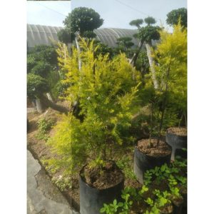 Cemara Golden Malika Malaleuca