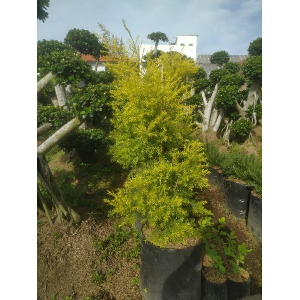 Cemara Golden Malika Malaleuca