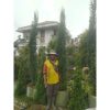 Cemara Lilin 3 meter