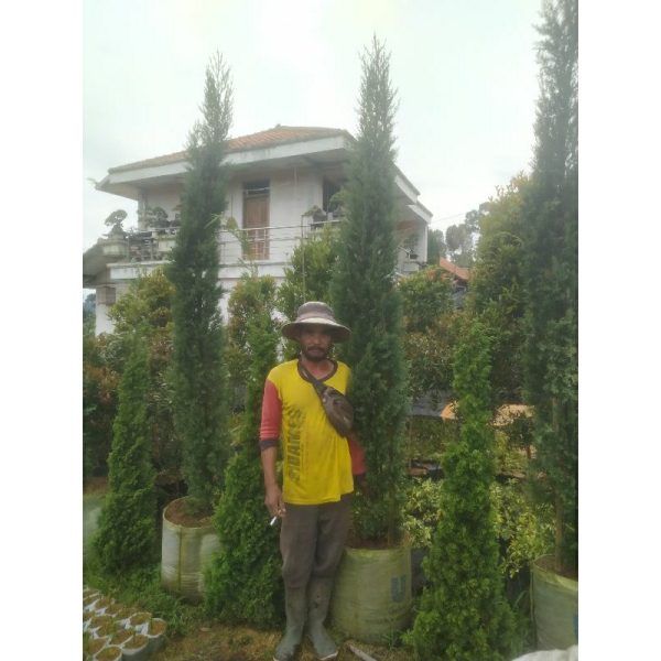 Cemara Lilin 3 meter