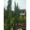 Cemara Lilin 3 meter