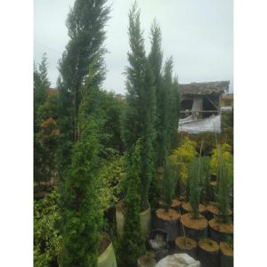 Cemara Lilin 3 meter