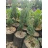 Cemara Lilin 70cm
