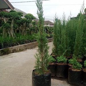 Cemara Lilin 75 cm