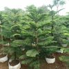 Cemara Norfolk Pentris 2 Meter Up