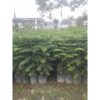 Cemara Norfolk Pentris 2 Meter Up