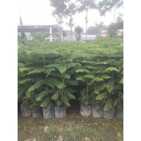 Cemara Norfolk Pentris 2 Meter Up