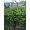 Cemara Norfolk Pentris 2 Meter Up